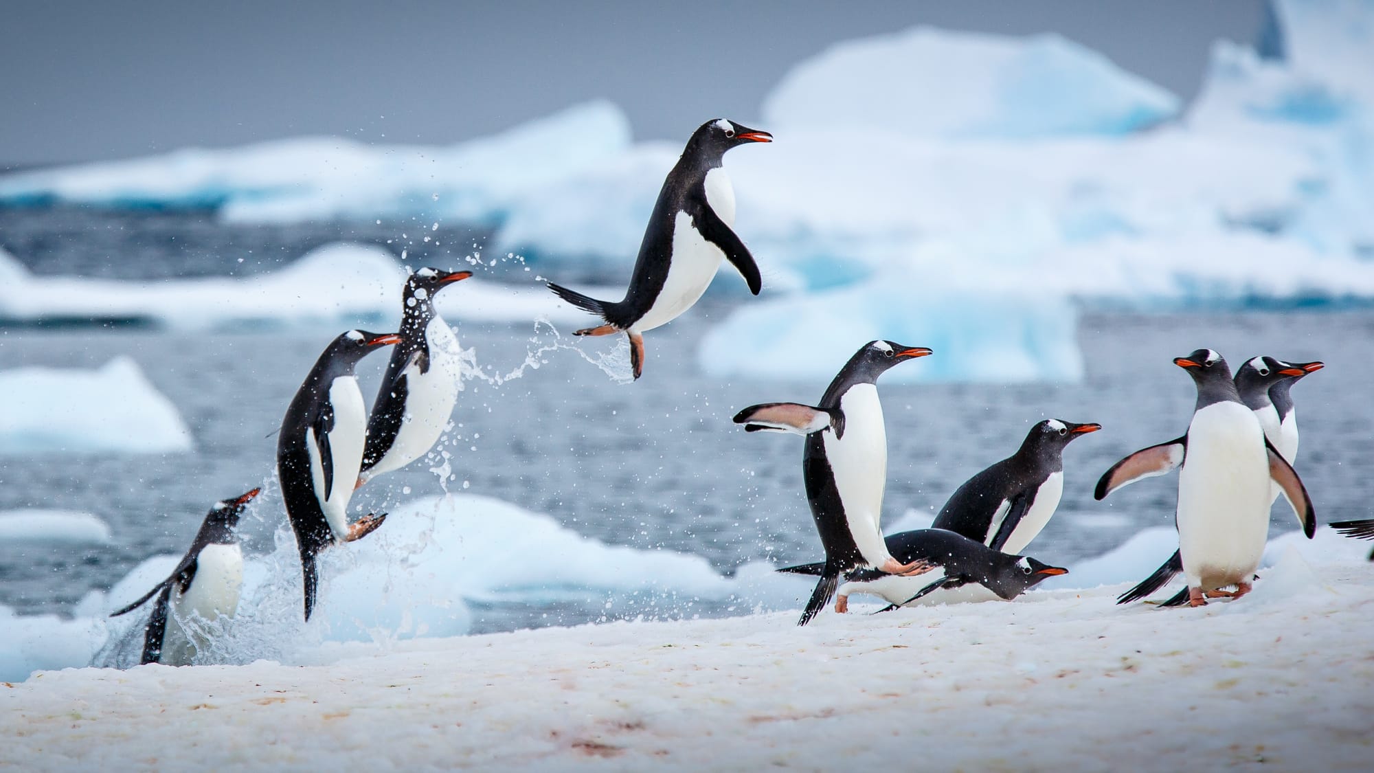 The Tech Penguin